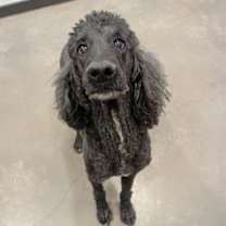 Thumbnail photo of Lulu #2