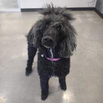 Thumbnail photo of Lulu #3