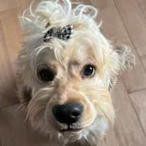 Thumbnail photo of Oscar #3