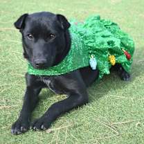 Thumbnail photo of Yuki #1