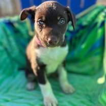 Thumbnail photo of Harley Oct 25 - A Zaire Pup #1