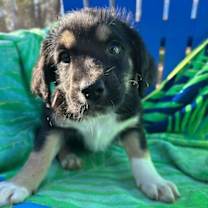 Thumbnail photo of Kia Oct 25 - A Zaire Pup #1