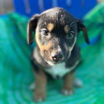 Thumbnail photo of Salem Oct 15 - A Zaire Pup #1