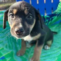 Thumbnail photo of Salem Oct 15 - A Zaire Pup #2