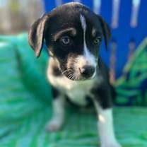 Thumbnail photo of Mercedes Oct 25 - A Zaire Pup #1