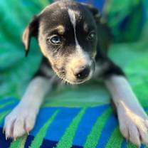 Thumbnail photo of Mercedes Oct 25 - A Zaire Pup #2