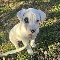 Thumbnail photo of Ember #1