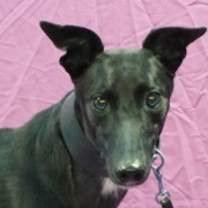 Thumbnail photo of Notorious Belle #1