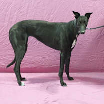 Thumbnail photo of Notorious Belle #2