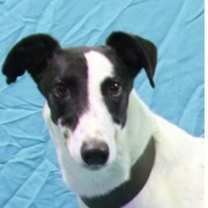 Thumbnail photo of Covert #2