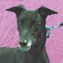 Thumbnail photo of Dixie #1