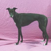 Thumbnail photo of Dixie #2