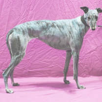 Thumbnail photo of No Matter What #3