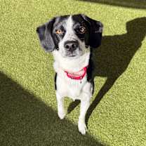 Thumbnail photo of Beezus #1