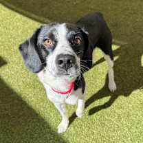 Thumbnail photo of Beezus #2