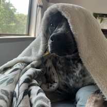 Thumbnail photo of Burning Embers #2