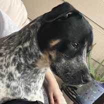 Thumbnail photo of Burning Embers #3