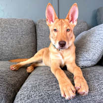 Thumbnail photo of Peach #1