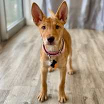 Thumbnail photo of Peach #3