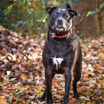Thumbnail photo of Jack Charles #1
