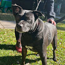 Thumbnail photo of Jack Charles #2