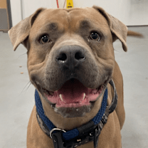 Thumbnail photo of Moxxi #1