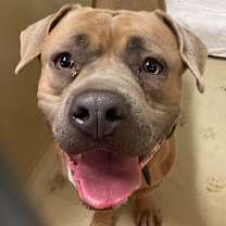 Thumbnail photo of Moxxi #4