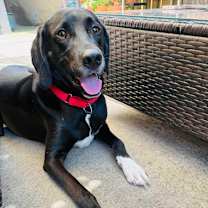 Thumbnail photo of Teddy #2