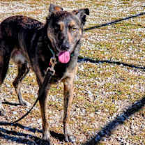 Thumbnail photo of Hazel #4