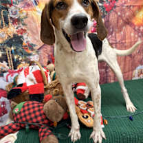 Thumbnail photo of Huck #3