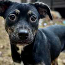 Thumbnail photo of Rue #3