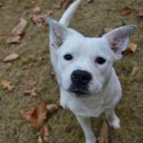 Thumbnail photo of Tito #2