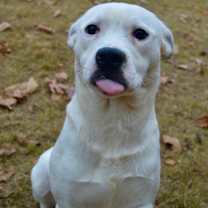 Thumbnail photo of Tito #3