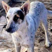 Thumbnail photo of Laya #2