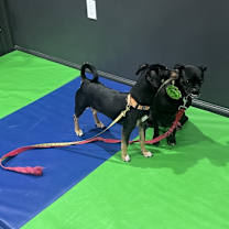 Thumbnail photo of Reese #4