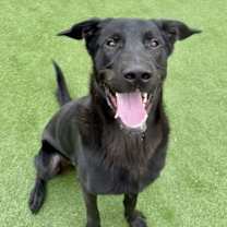 Thumbnail photo of Brando #1