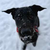 Thumbnail photo of Brando #3