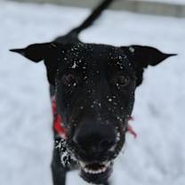 Thumbnail photo of Brando #4