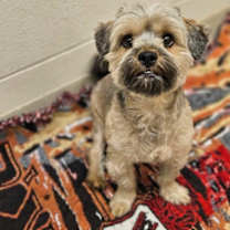 Thumbnail photo of Bugle #1