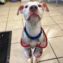 Thumbnail photo of Rolo #1