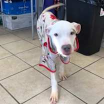 Thumbnail photo of Rolo #3