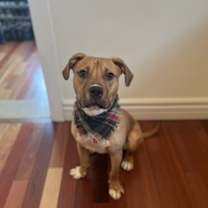 Thumbnail photo of Pepperoni #2