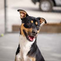 Thumbnail photo of Trout #1