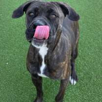 Thumbnail photo of Sybil #2