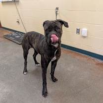 Thumbnail photo of Sybil #3