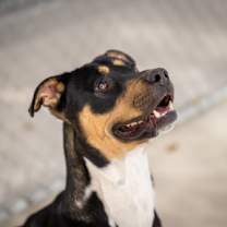 Thumbnail photo of Trout #2