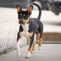 Thumbnail photo of Trout #3