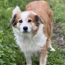 Thumbnail photo of Nanook #3