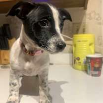 Thumbnail photo of cookie #2