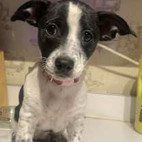 Thumbnail photo of cookie #3